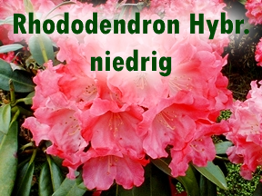 Niedrige Rhododendren | Hecken-Direkt.de