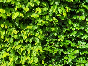 meeresalgen dünger Veggie Grow Flüssigdünger – Pflanzen Jaeger main image 1