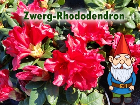 Zwerg-Rhododendron