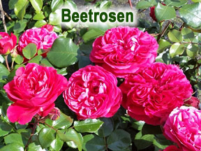 Beetrosen