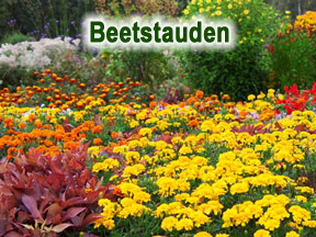 winterharte Stauden Beetstauden viele bunte Blüten