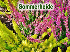 Sommerheide