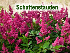 Schattenstauden