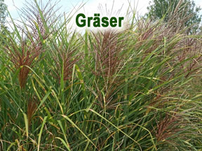 Ziergräser Garten winterhart Ziergräser Garten winterhart