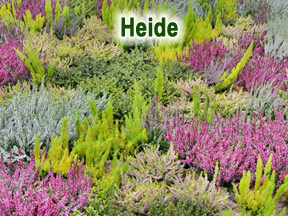 Heide