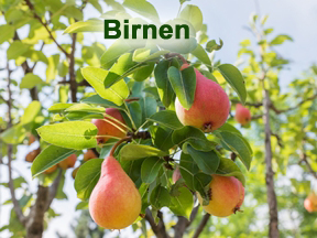 Birnen