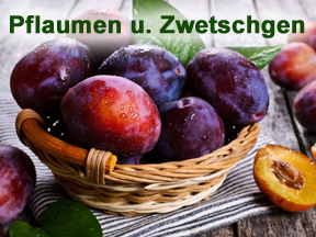 Pflaumen und Zwetschgen