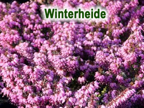 Winterheide