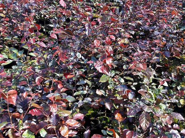 Dunkel Rote Blätter an Blutbuche Hecke