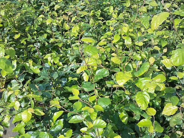 buchenhecke hainbuche oder rotbuche