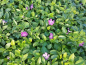 Preview: Vinca minor Rubra