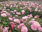 Preview: rose für kleine gärten the fairy