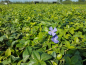 Preview: Vina Minor blauer Bodendecker