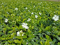 Preview: Vinca minor alba - Weißes Immergrün