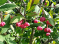 Preview: Euonymus europaeus Pfaffenhütchen Spindelstrauch