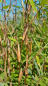 Preview: Fargesia murielae "Red Zebra"® - (Bambus Red Zebra ®),