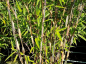 Preview: Fargesia murielae "Red Zebra"® - (Bambus Red Zebra ®),