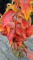 Preview: Glanzblattmispel - Photinia villosa