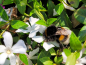 Preview: Vinca minor alba Hummel