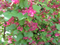Preview: pinke blüte Ribes sanguineum King Edward VII Blutjohannisbeere