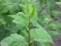 Preview: blatt gefüllte blüten Gartenjasmin Schneesturm Philadelphus