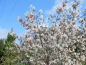 Preview: Blüte Amelanchier lamarckii Kupfer Felsenbirne