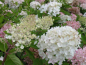 Preview: weiße blüte Hydrangea paniculata Grandiflora Rispenhortensie