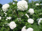 Preview: Blüte Viburnum opulus Roseum Gefüllter Schneeball