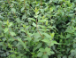 Preview: Blätter wuchs Philadelphus Erectus Duftjasmin
