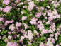 Preview: Spiraea japonica Little Princess Rosa Zwergspiere