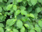 Preview: Cornus sanguinea Roter Hartriegel
