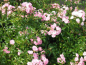 Preview: Rosa "The Fairy" - (Bodendeckerrose "The Fairy"),