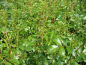 Preview: Rosa "The Fairy" - (Bodendeckerrose "The Fairy"),