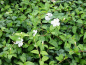 Preview: Vinca minor alba - Weißes Immergrün