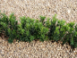 Preview: Taxus cuspidata Lescow - Eibe Lescow