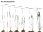 Preview: Ligustrum vulgare "Atrovirens" - (Wintergrüner Liguster),