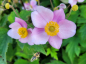 Preview: Anemone hupehensis September Charme Herbst-Anemone
