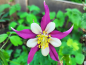 Preview: Langspornige Akelei McKana - Aquilegia caerulea McKana