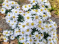 Preview: Aster dumosus 'Apollo' - Kissen-Aster Apollo'