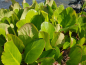 Preview: Bergenie - Bergenia cordifolia