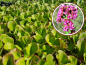 Preview: Bergenie - Bergenia cordifolia