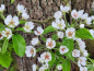 Preview: Blüte Birne Pyrus Köstliche von Charneux