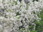 Preview: Pyracantha "Orange Glow" - (Feuerdorn Orange Glow),
