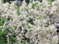 Preview: Pyracantha Red Column Blüte