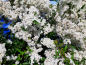 Preview: Pyracantha "Orange Charmer" - (Feuerdorn Orange Charmer),