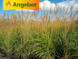 Preview: Garten Ziergras Karl Foerster Calamagrostis Reitgras