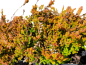Preview: Calluna vulgaris "Boskoop" - (Besenheide "Boskoop"),