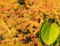 Preview: Lebkuchenbaum - Cercidiphyllum japonicum