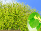 Preview: Lebkuchenbaum - Cercidiphyllum japonicum
