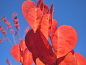 Preview: Lebkuchenbaum - Cercidiphyllum japonicum